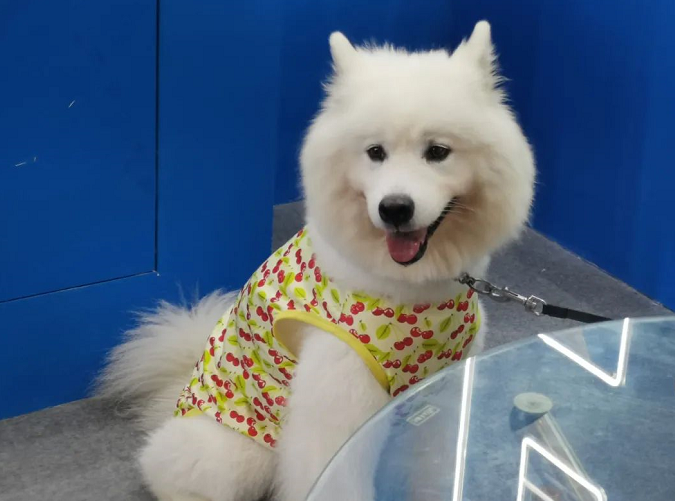 寵物展萌寵們各具神態   爆笑點多多